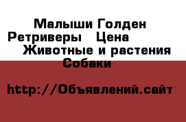Малыши Голден Ретриверы › Цена ­ 10 000 -  Животные и растения » Собаки   